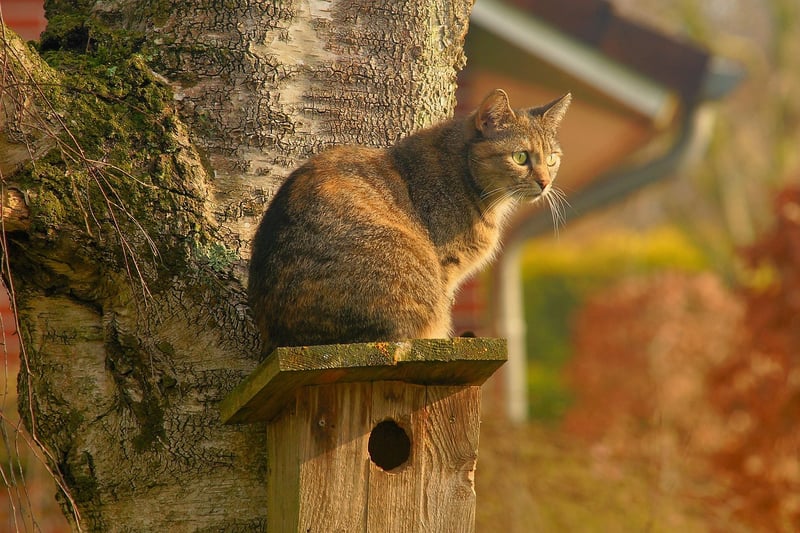 Whimsical Birdhouse
