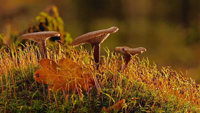 Moss-covered garden